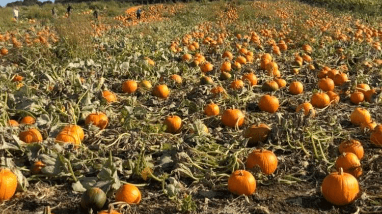 Pumpkin Picking at Lower Clopton Farm