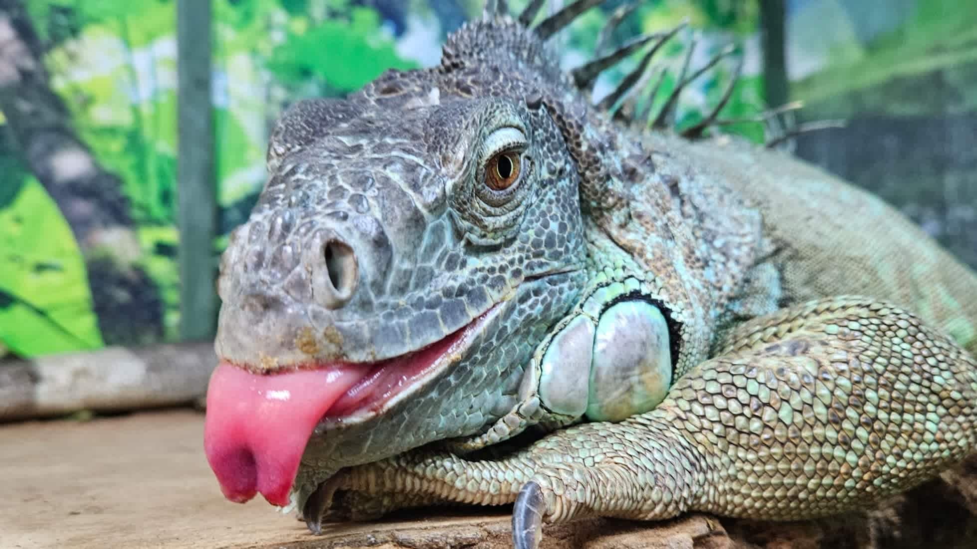 Get to know animals CIC - Photo