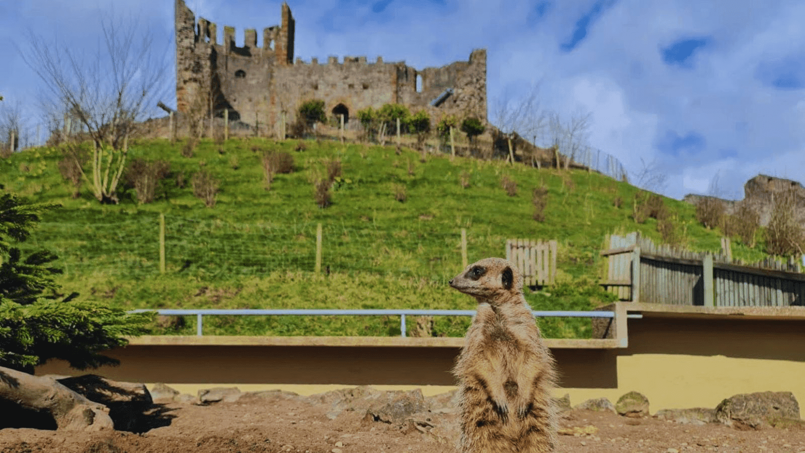 Dudley Zoo and Castle - Photo