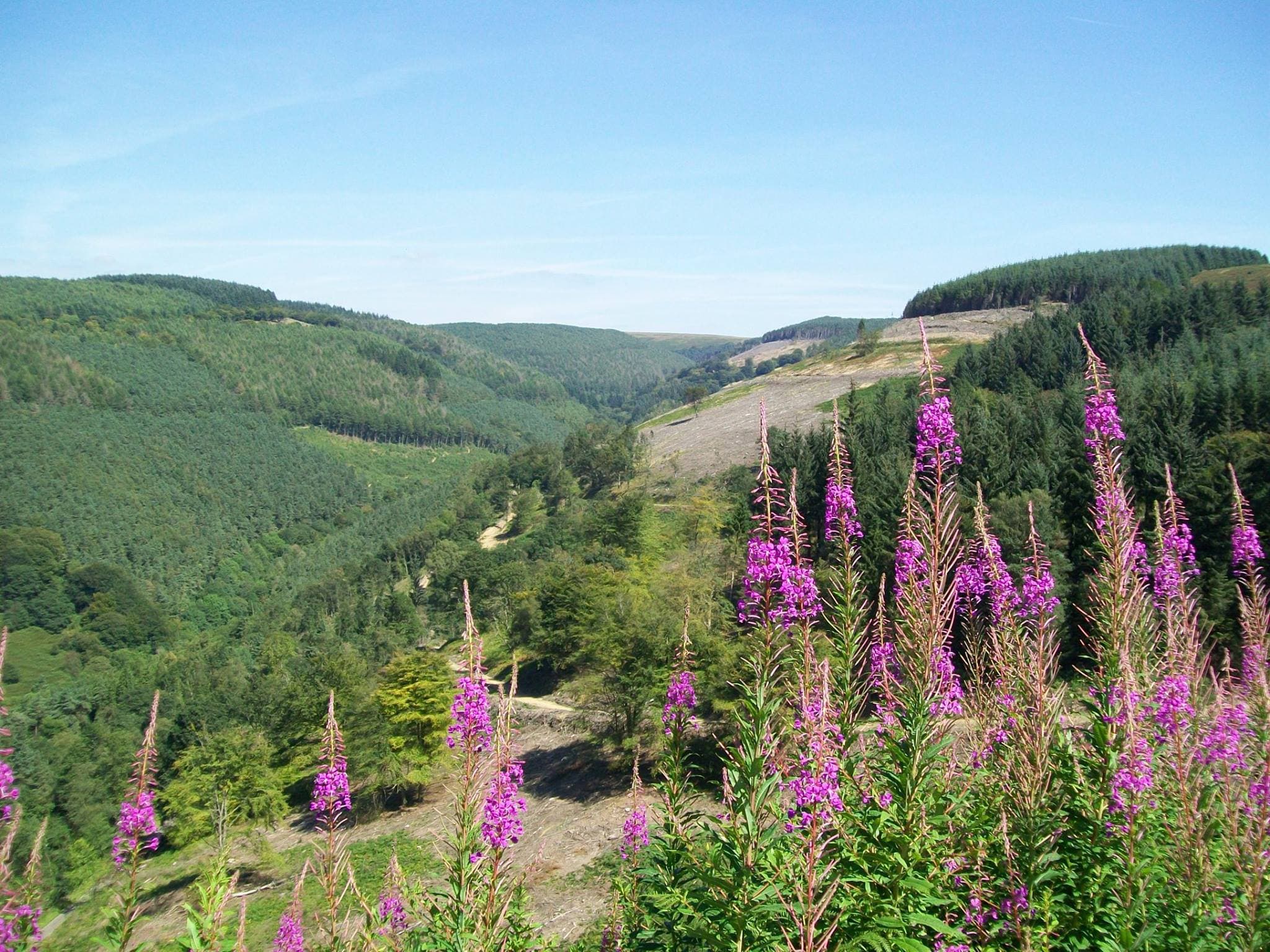 Cwmcarn Forest - Photo