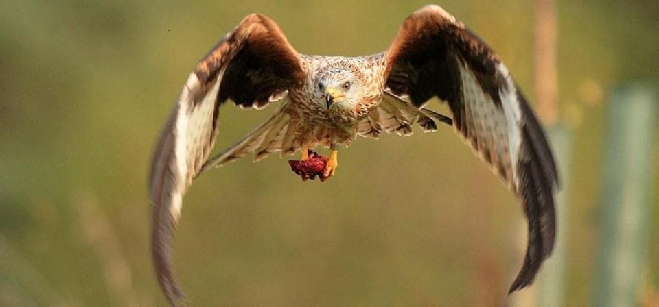 Argaty Red Kites - Photo 1