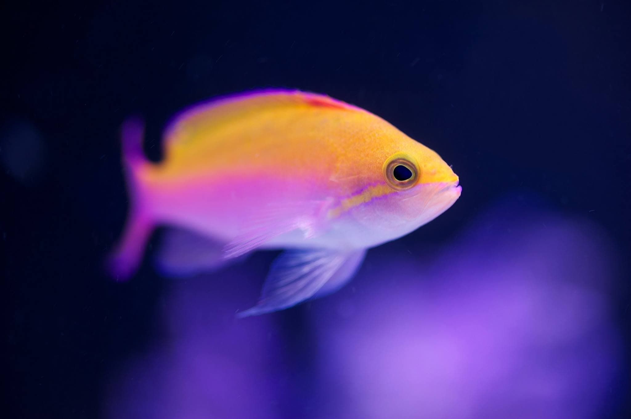 Rhyl SeaQuarium