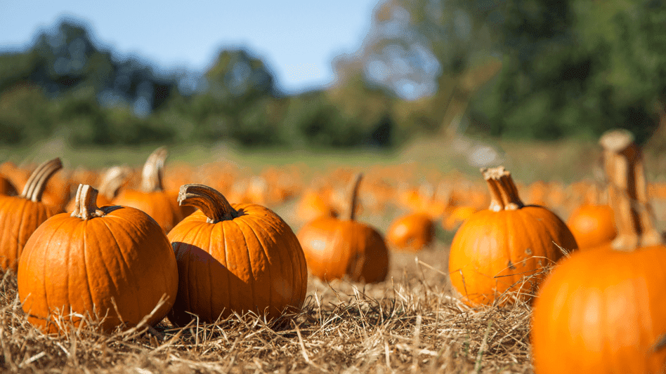 Pumpkin Picking at Secretts - Photo 1