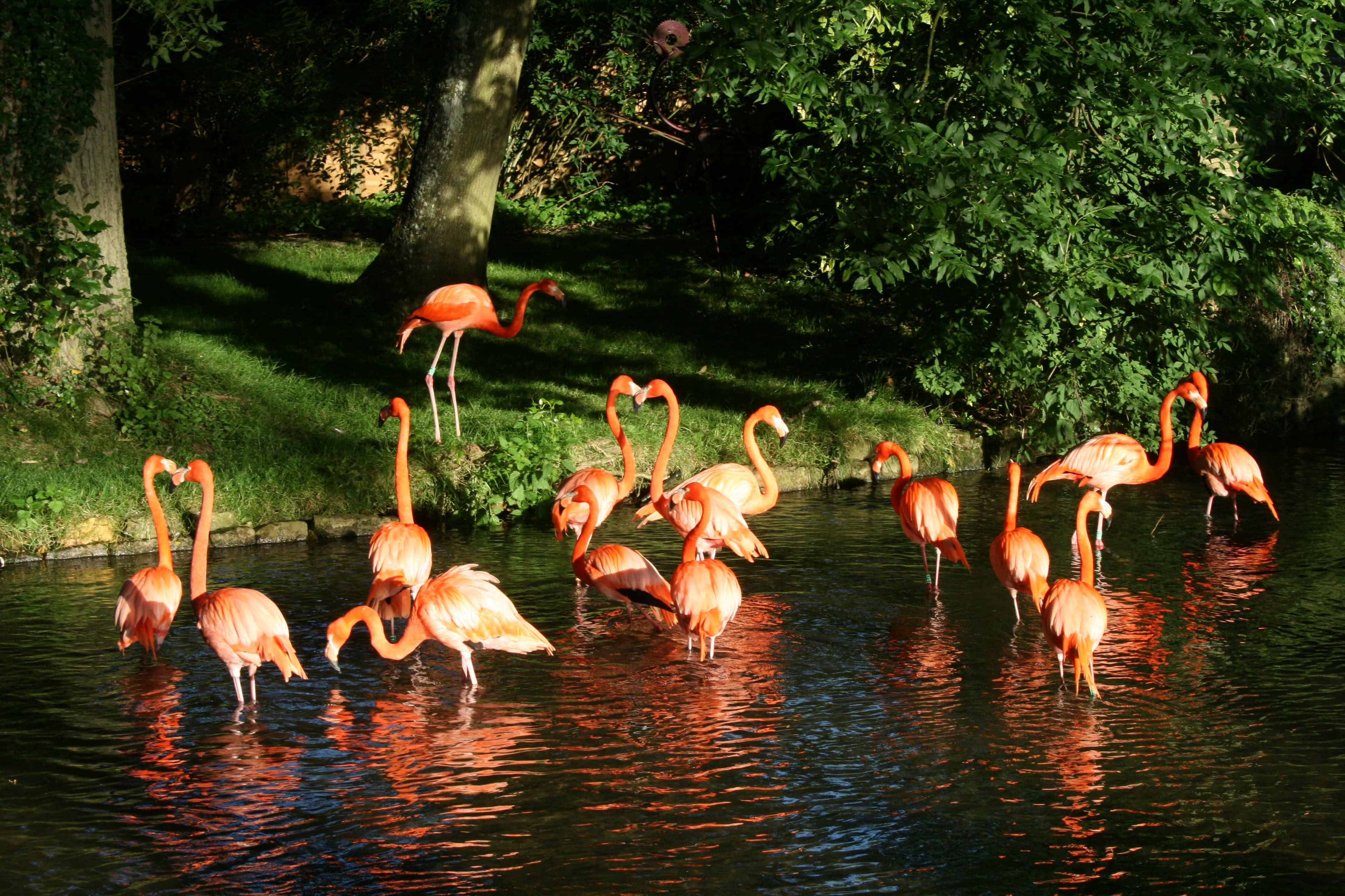 Birdland Park and Gardens - Photo