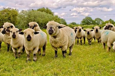 Walnut Tree Farm - Photo