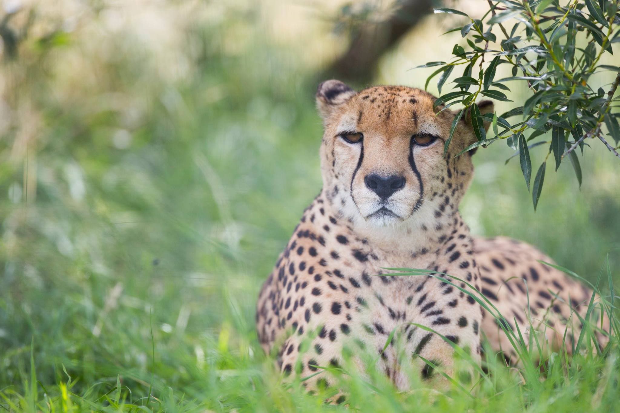 Hamerton Zoo Park