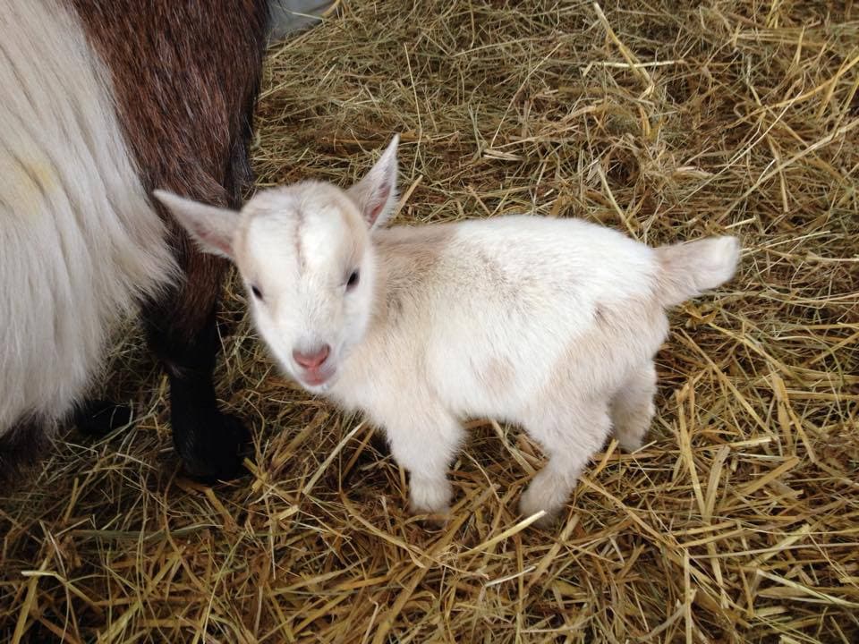 Rookery Open Farm