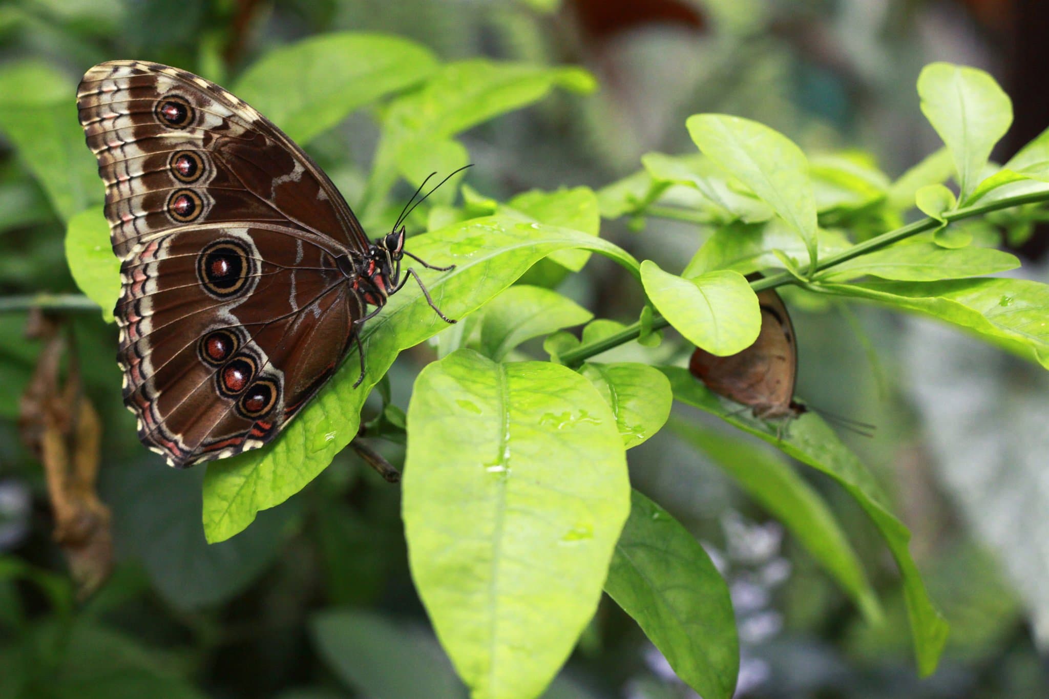 Butterfly House and Seaforde Gardens - Photo 1