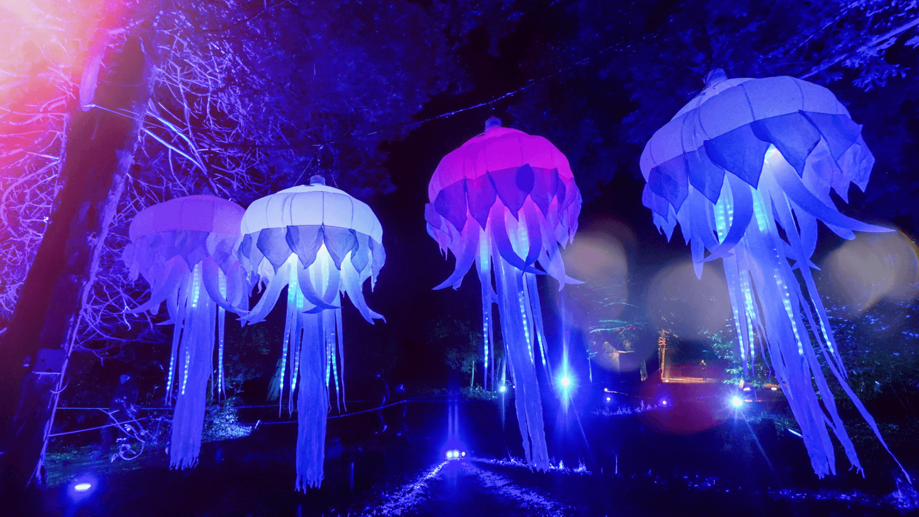Forest of Light at Beamish Hall - Photo