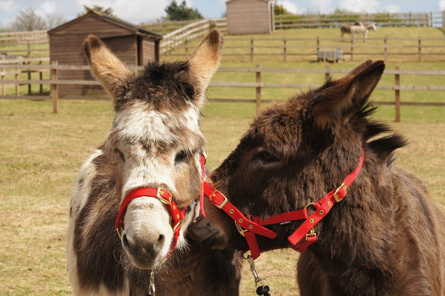 Redwings Horse Sanctuary Aylsham - Photo