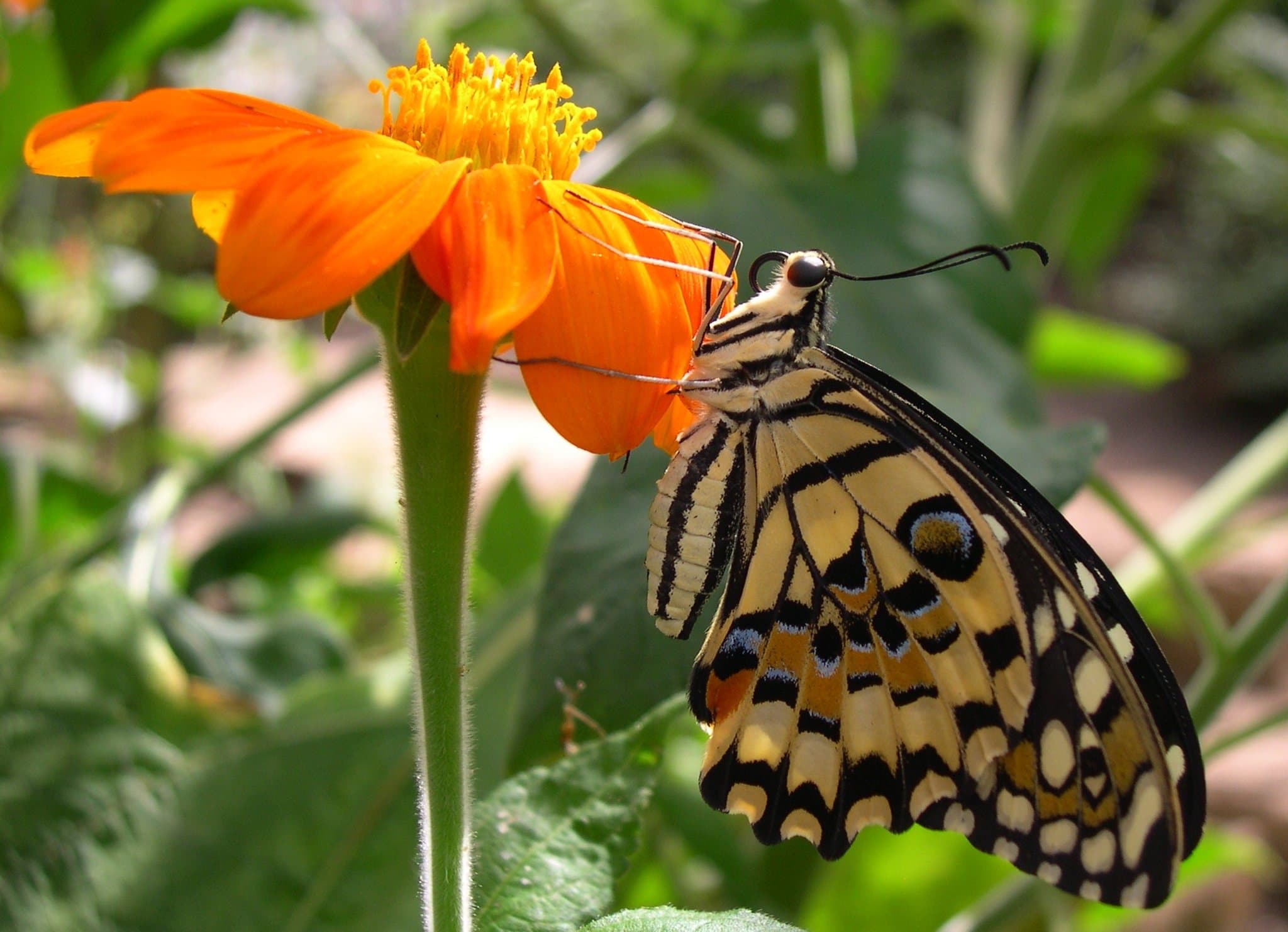 Stratford Butterfly Farm