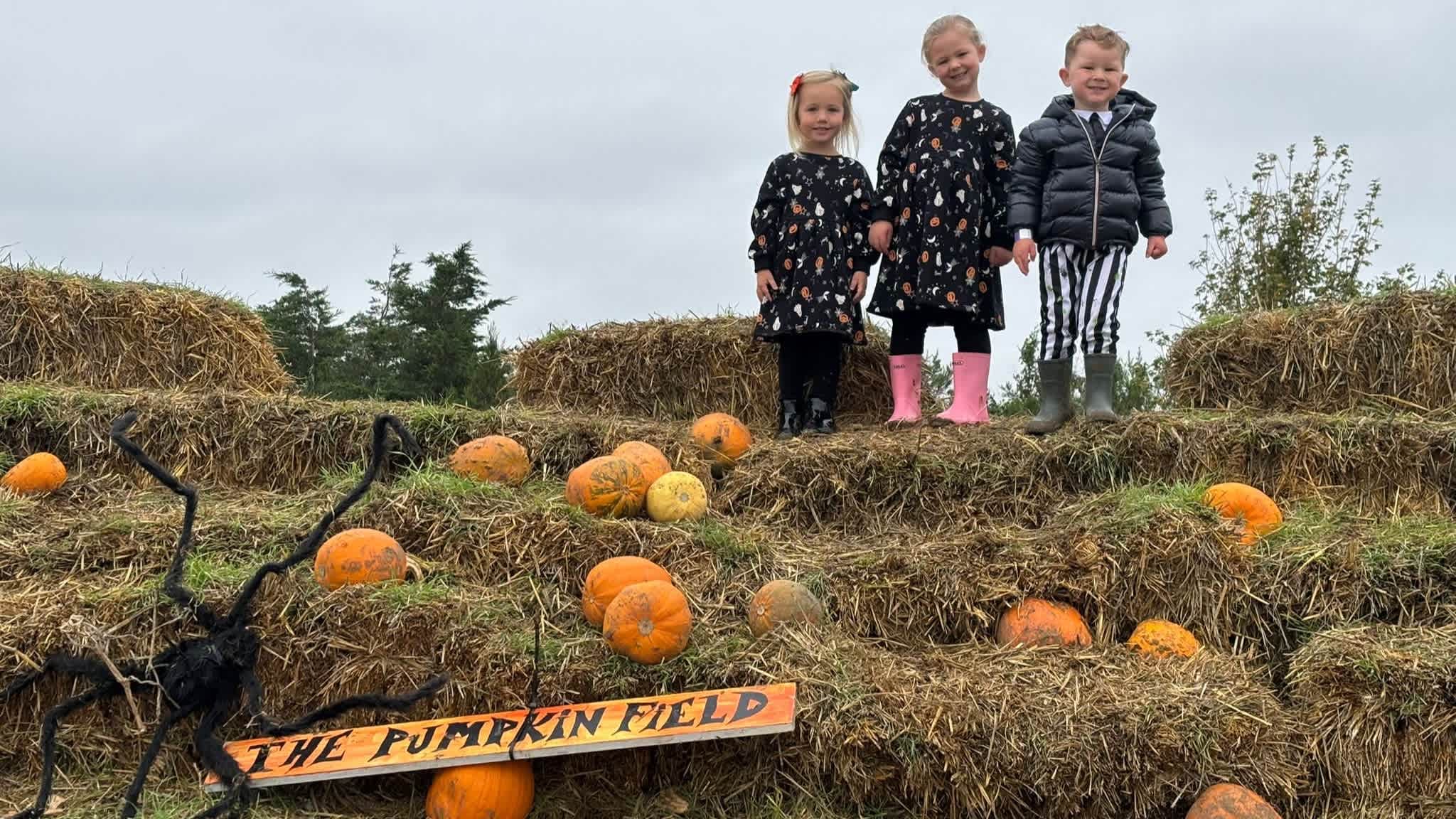 THE PUMPKIN FIELD- Green Barn Farm - Photo