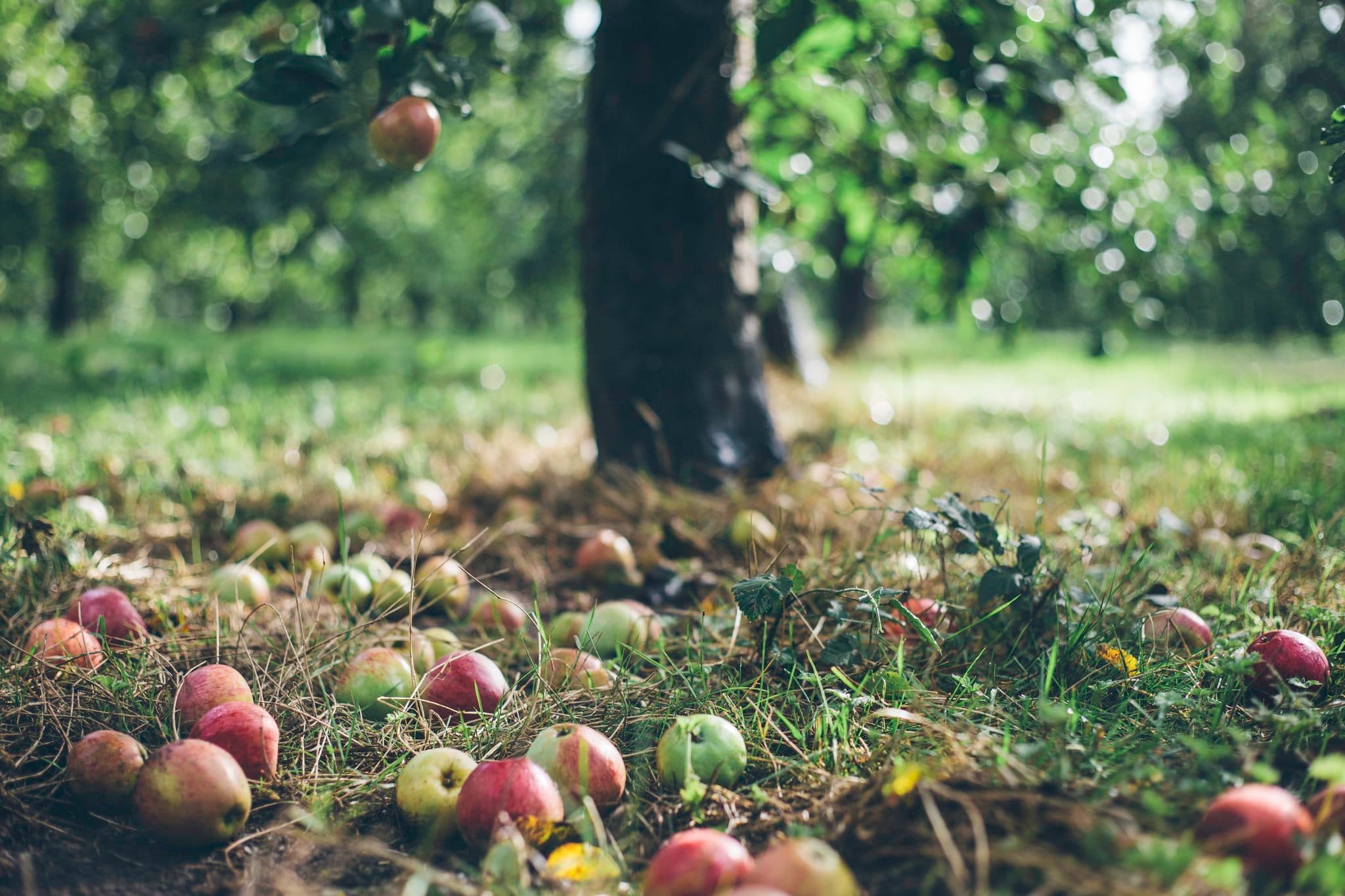 Sheppys Cider Farm and Museum