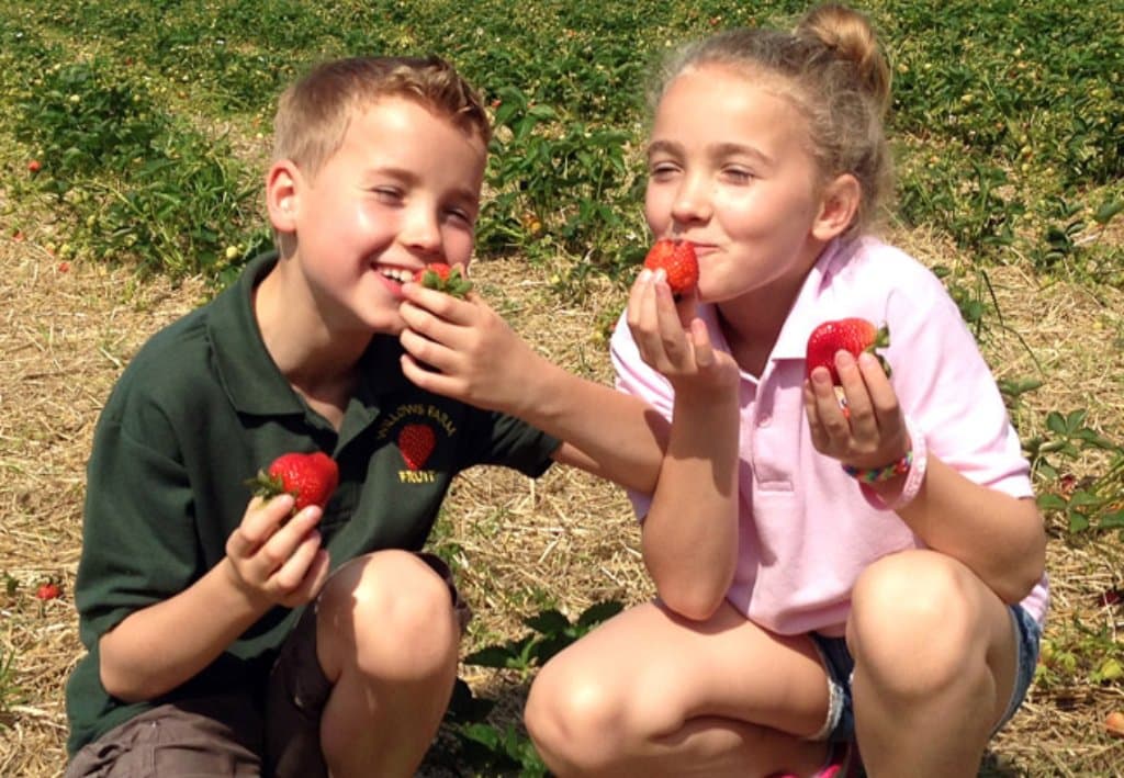Willows Farm Fruit - Photo