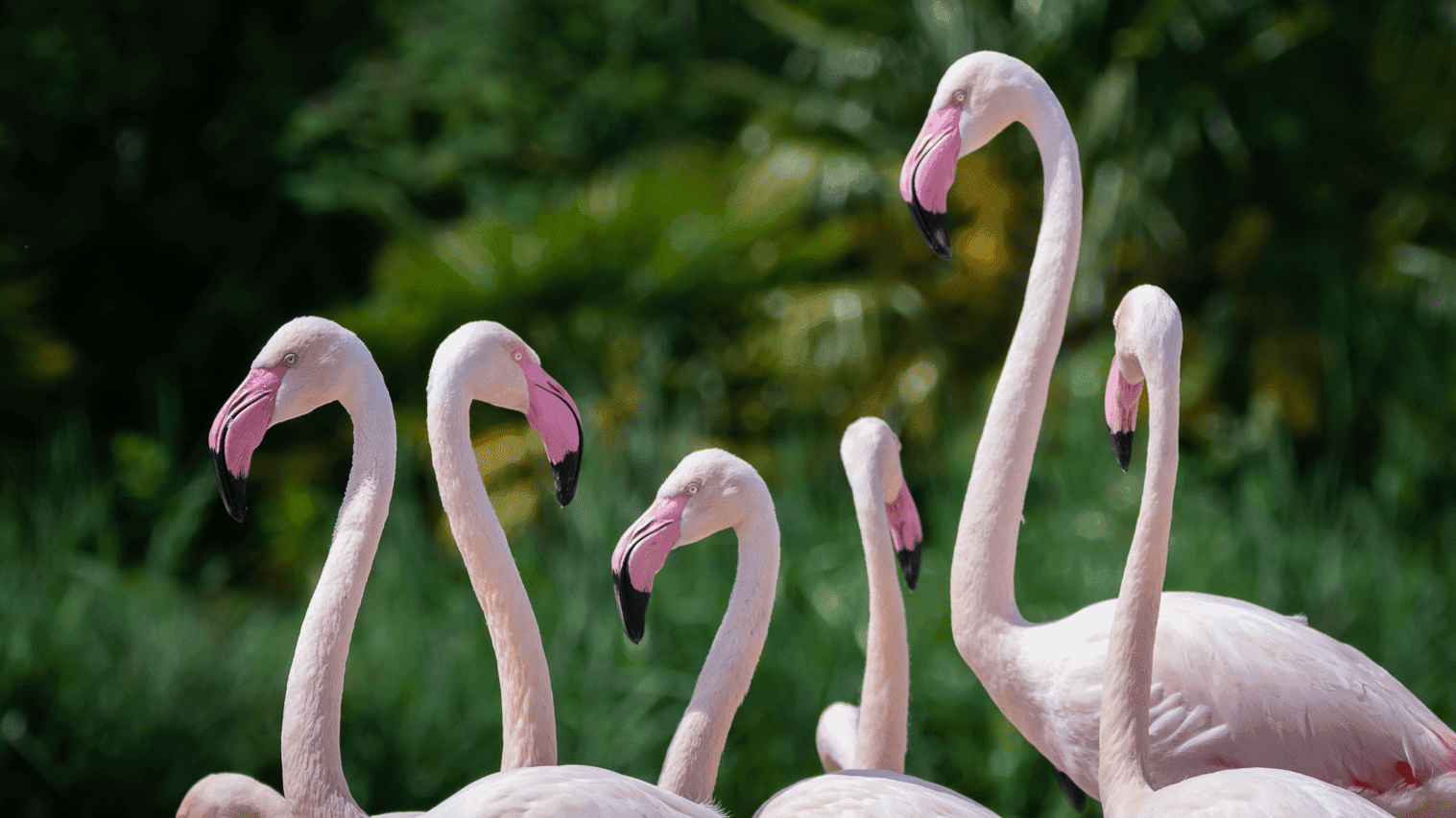 WWT Slimbridge Wetland Centre