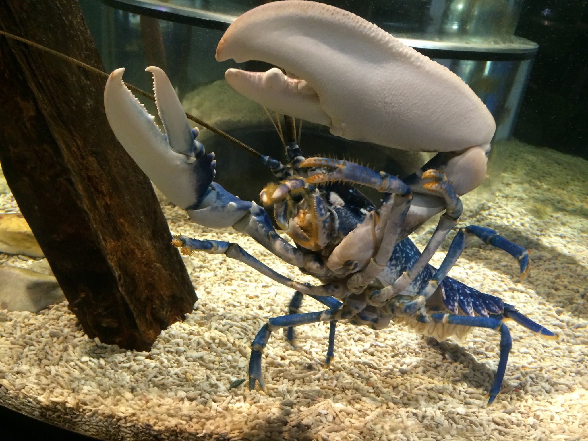 Lake District Coast Aquarium - Photo