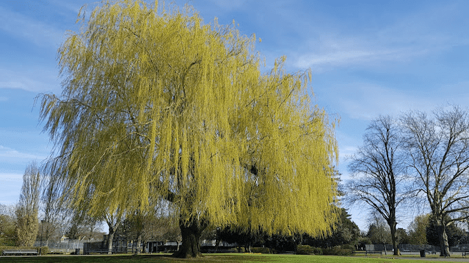 Central Park Peterborough