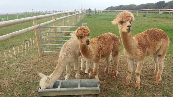 Alpaca Experience with Cream Tea - Photo