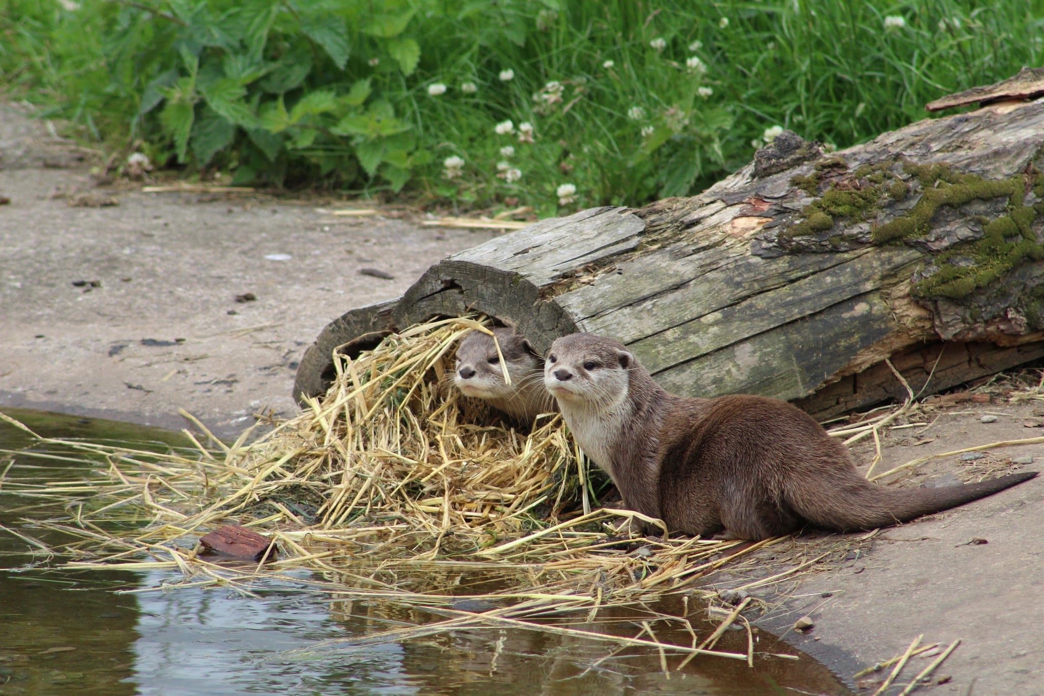 Camperdown Wildlife Centre
