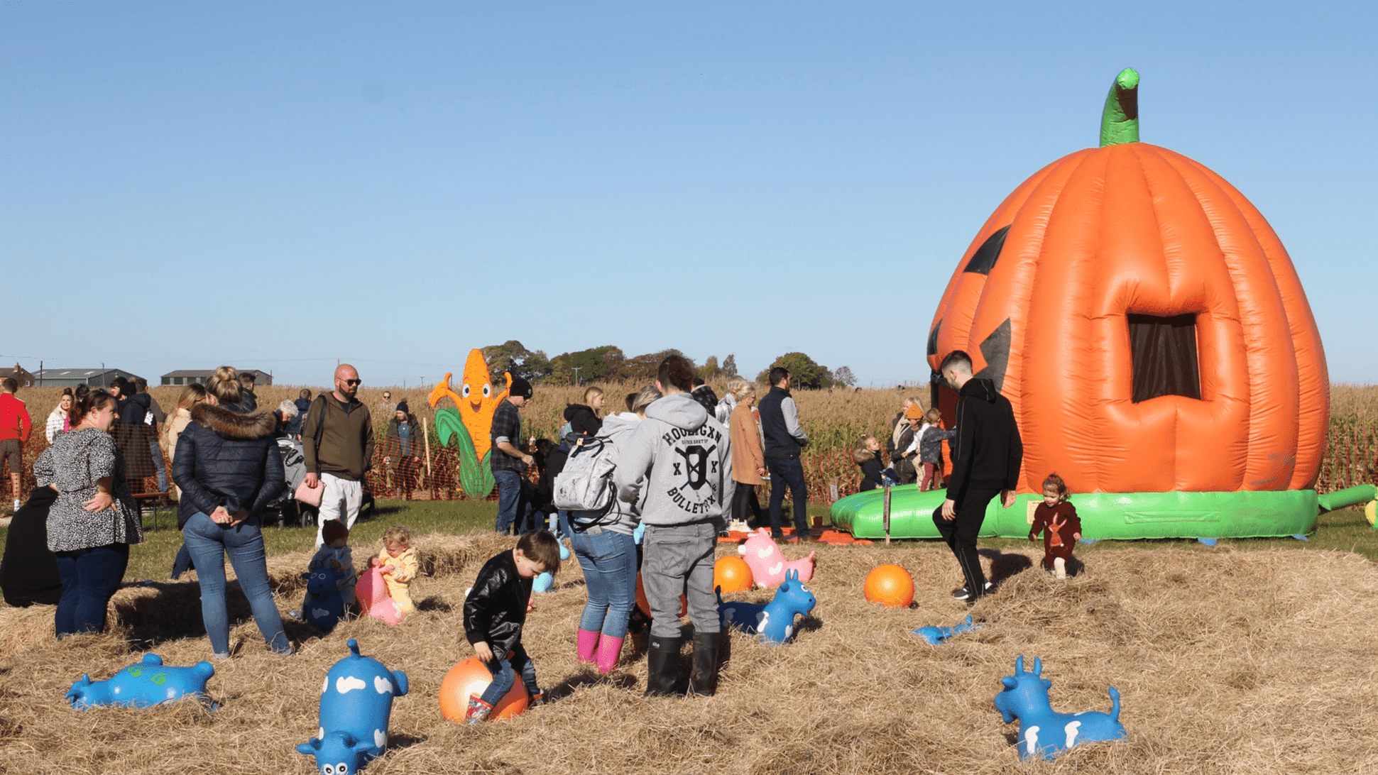 Pumpkin Picking at Bell's Pumpkin Patch - Photo