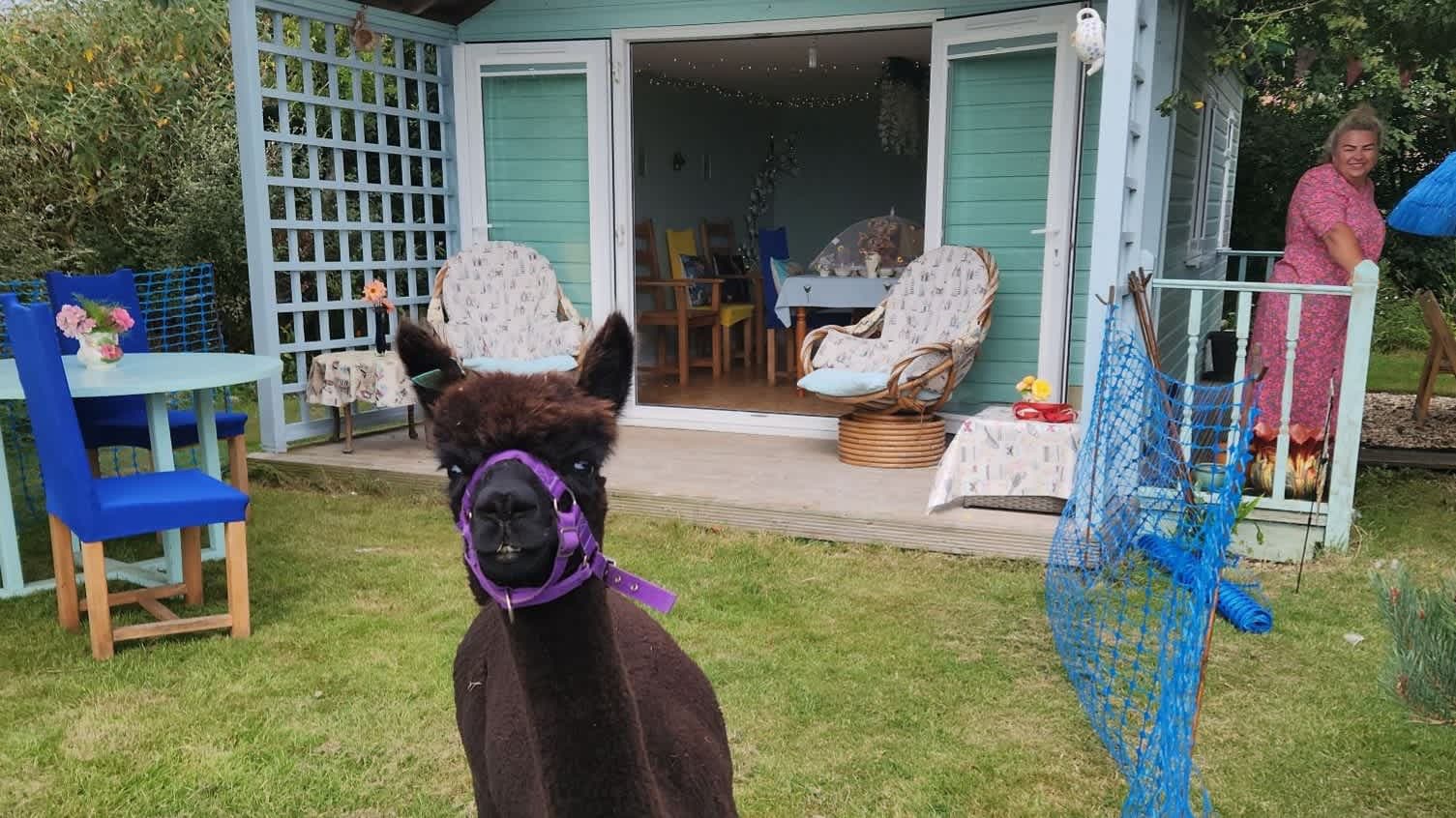 Alpaca Experience with Cream Tea - Photo