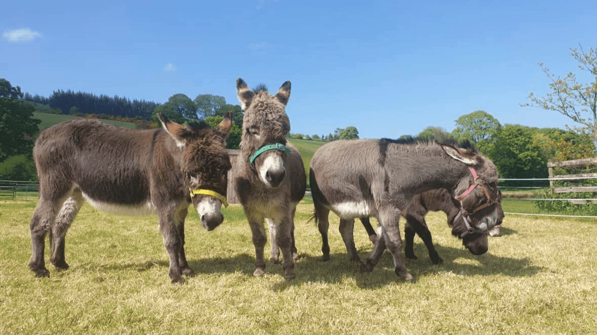 Moel Famau Donkeys - Photo 1