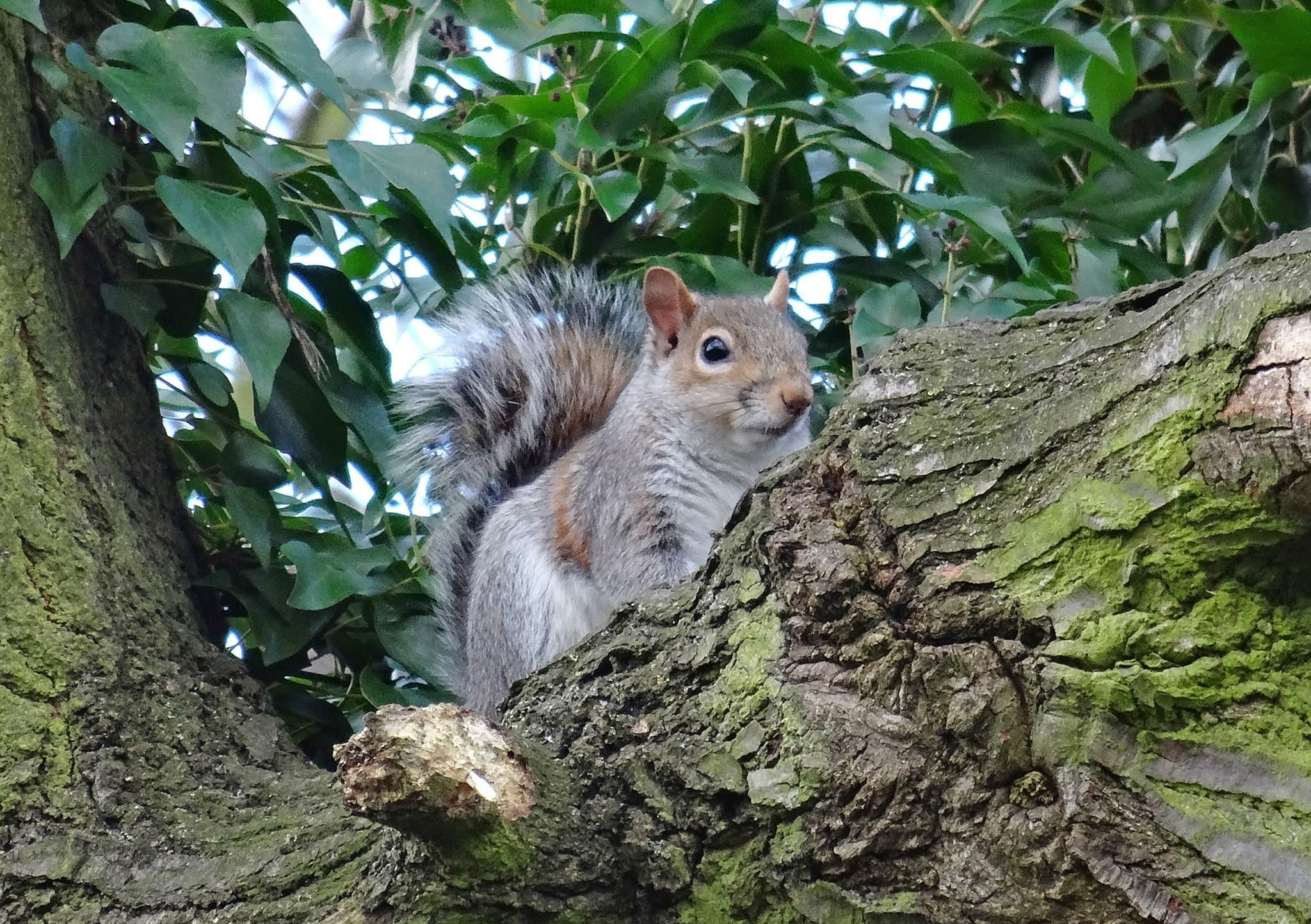 Swanley Park - Photo