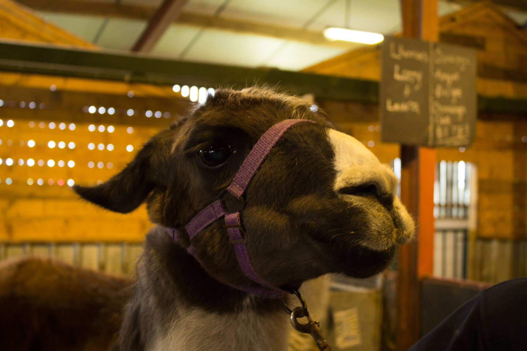 Farmer Teds Farm Park - Photo
