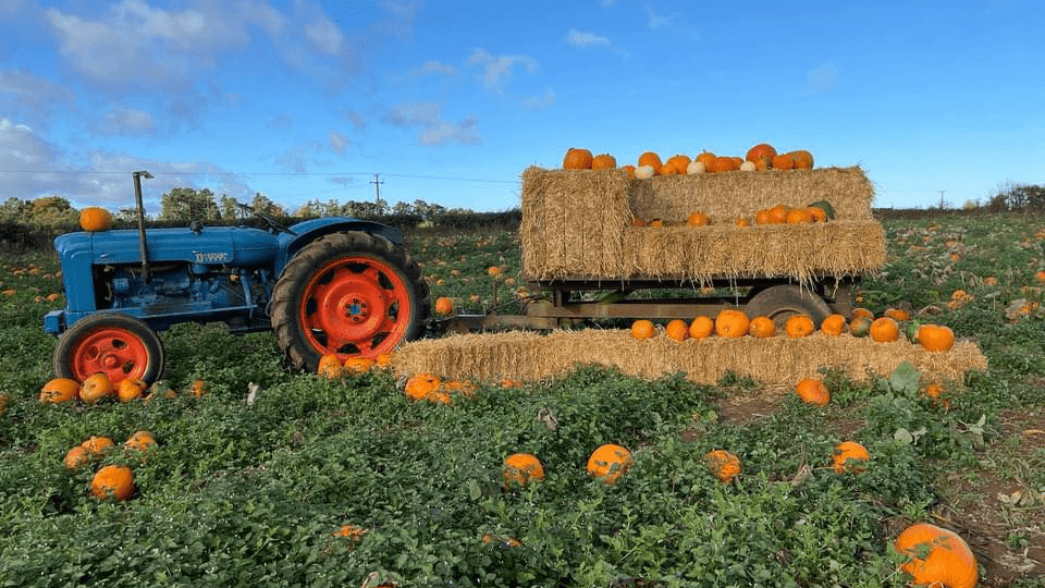 Pumpkin Picking at Redhouse Farm