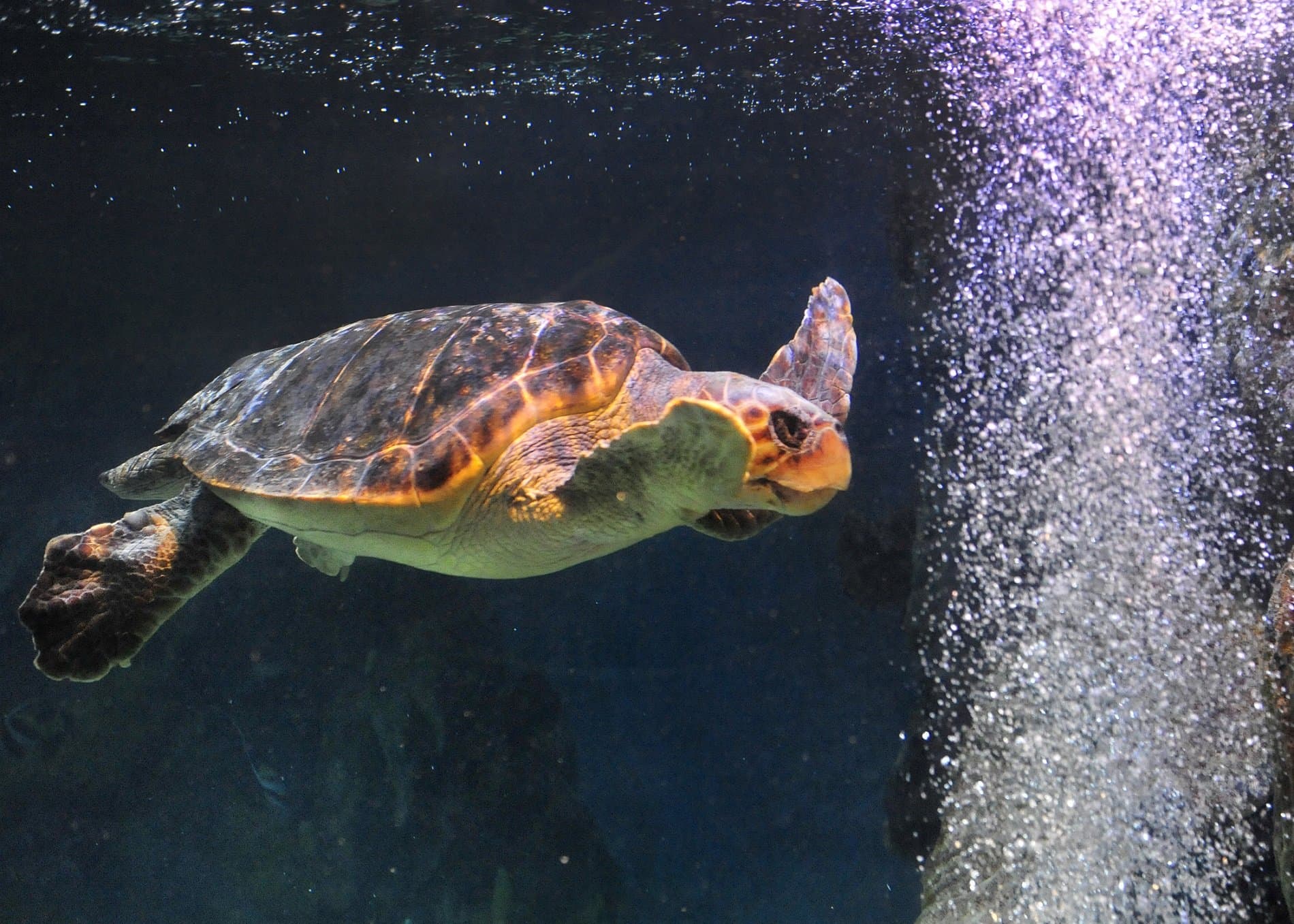 Blue Reef Aquarium Newquay