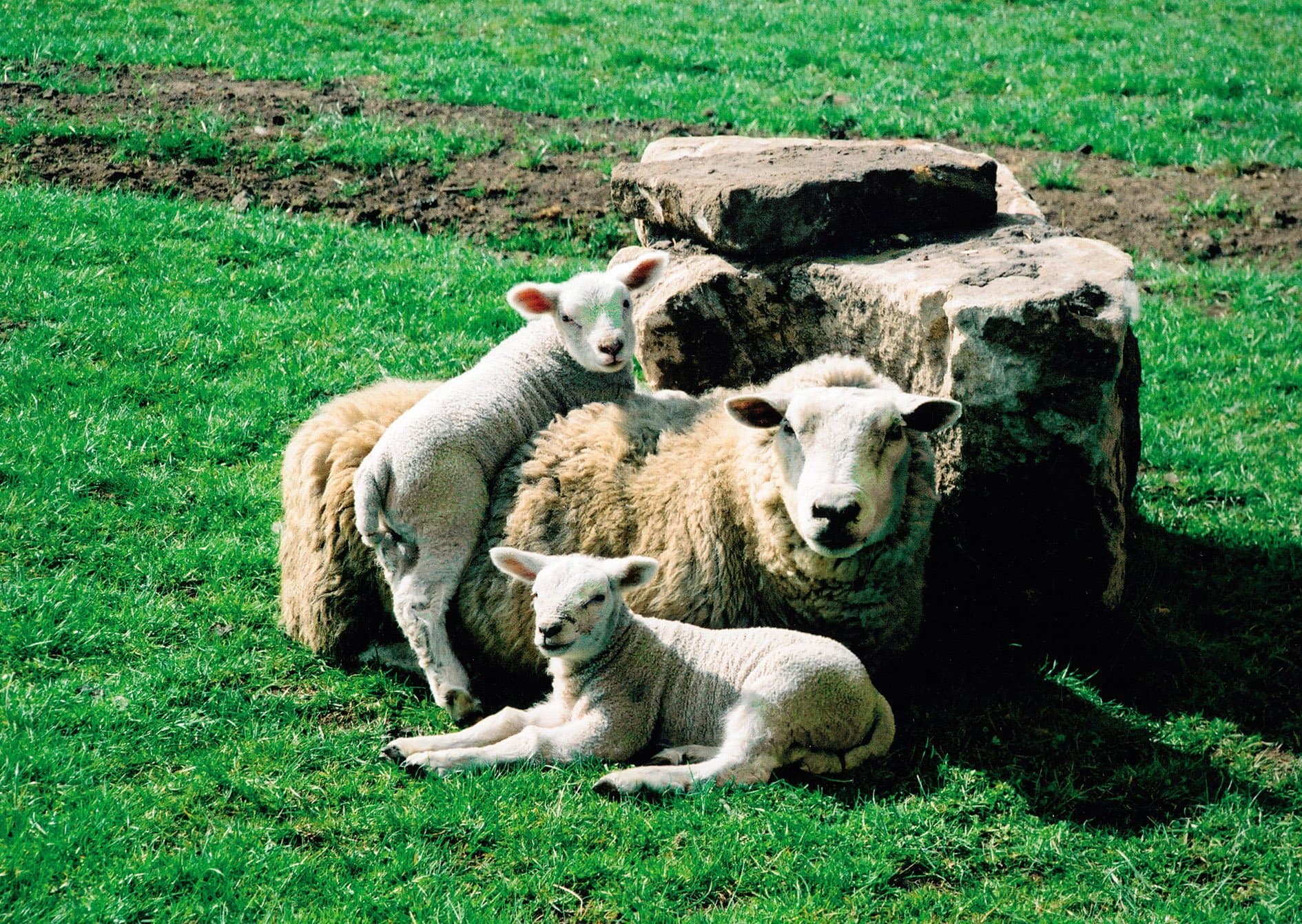Matlock Farm Park