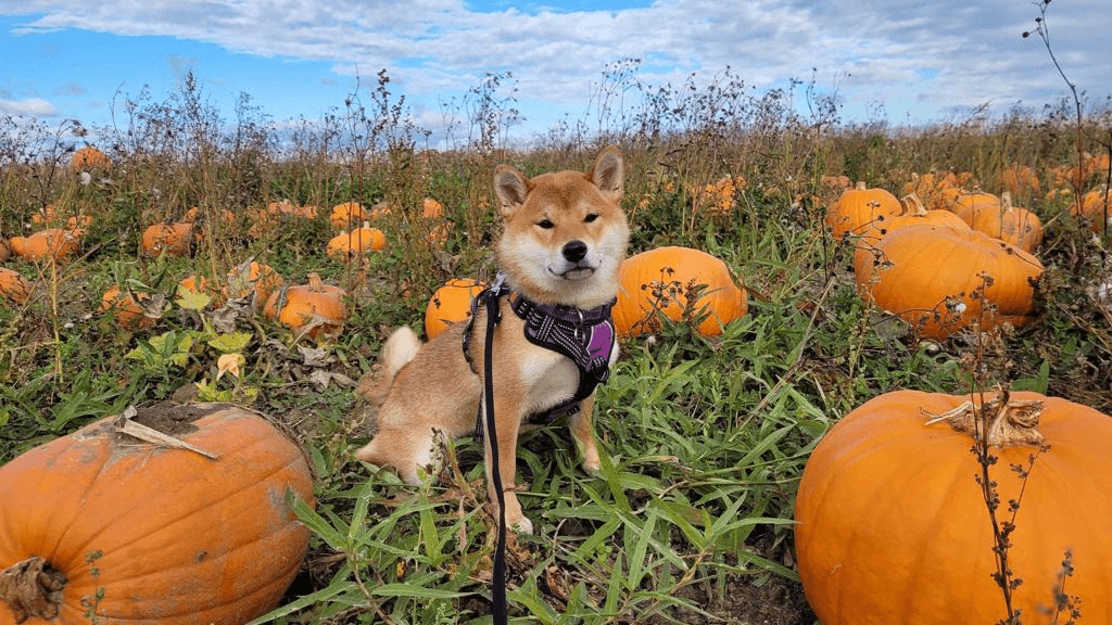 Pumpkin Picking at Bell's Pumpkin Patch - Photo 1