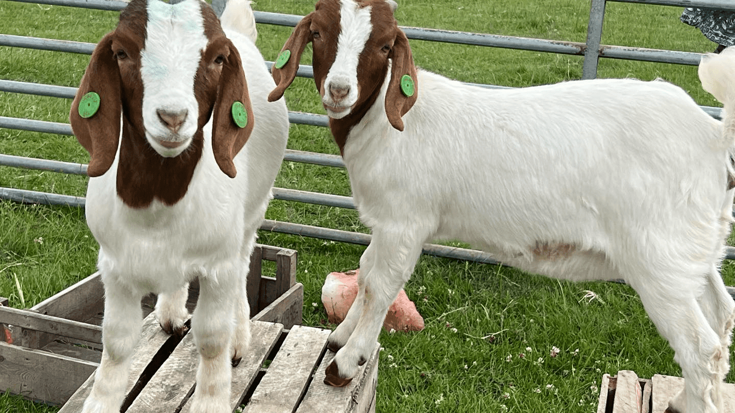 Huruco Rare Breeds - Photo
