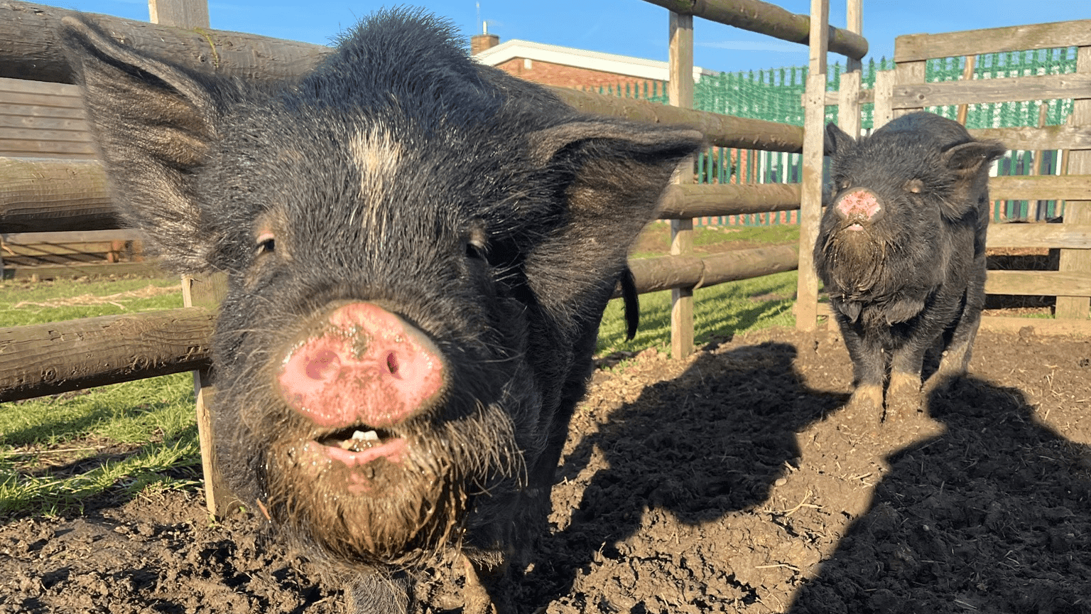 Nunny's Farm - Photo