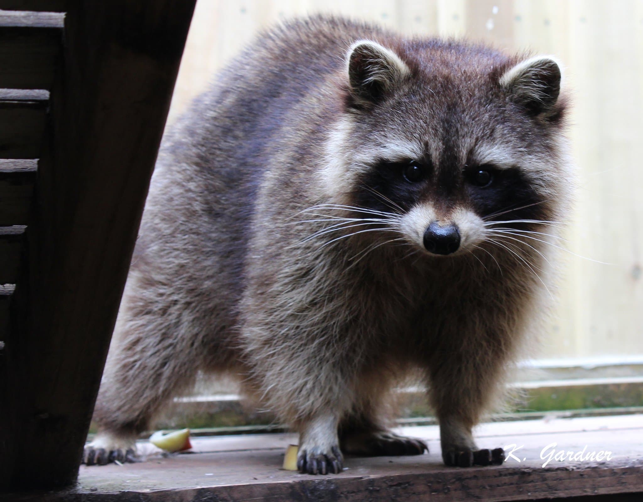 Gentleshaw Wildlife Centre