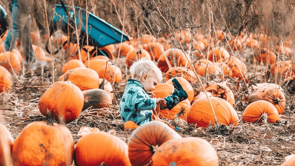 Pumpkin Picking at Heather Cattows PYO Fruit Farm - Photo 1