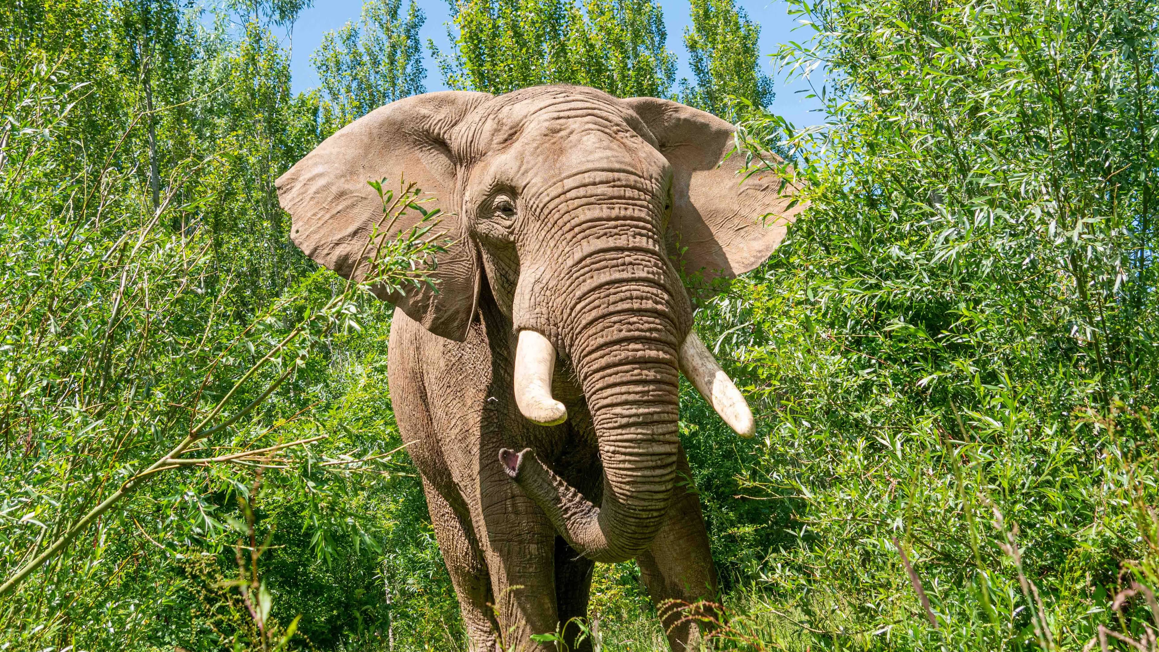 Noah's Ark Zoo Farm