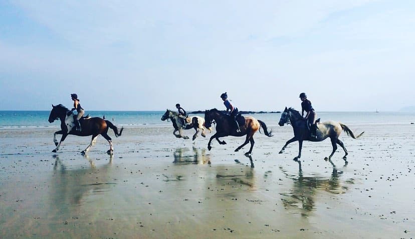 Cornwall Swimming Horses - Photo