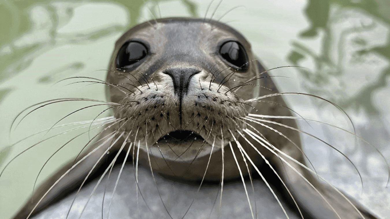 Cornish Seal Sanctuary