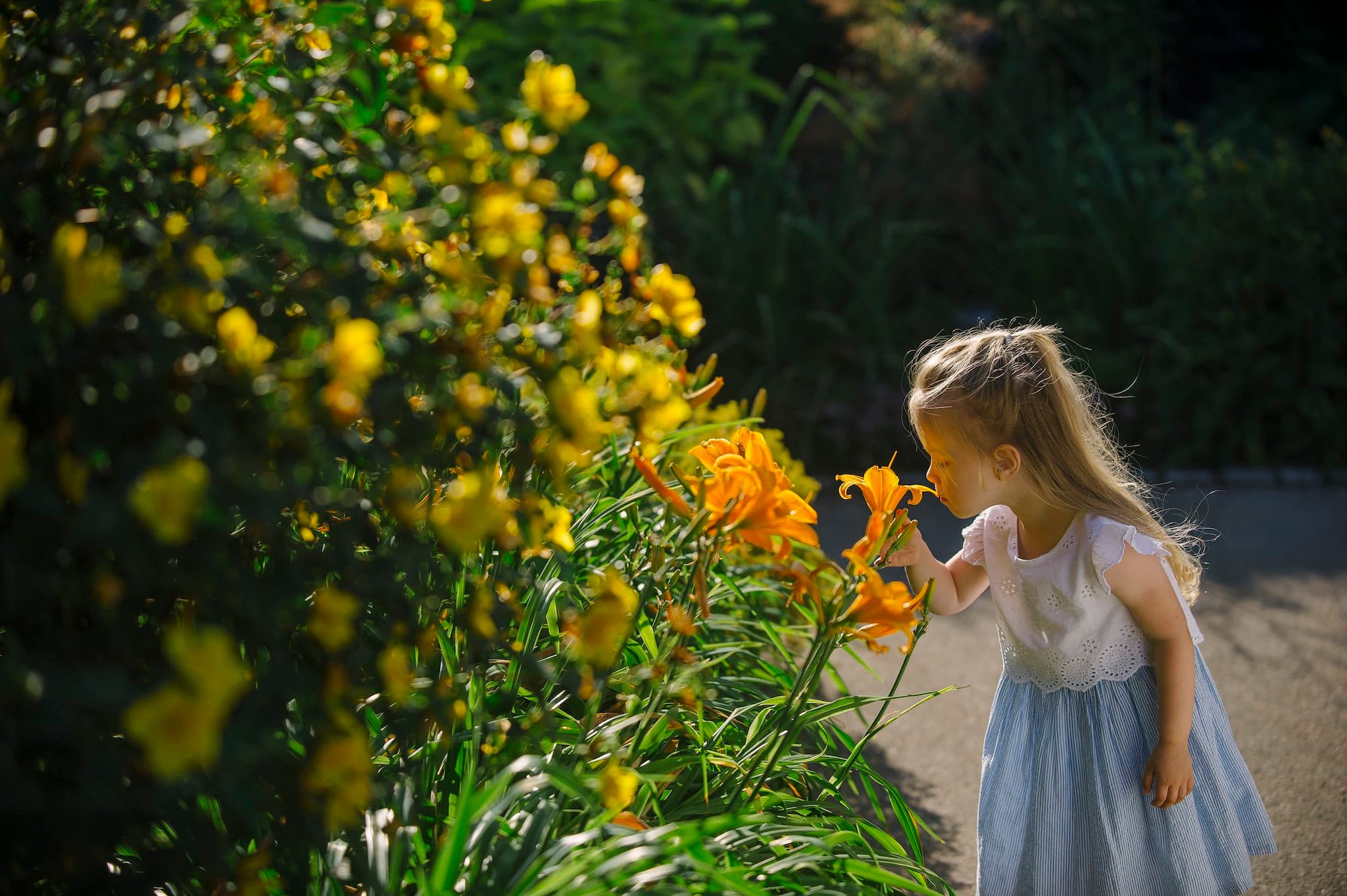 RHS Garden Rosemoor - Photo