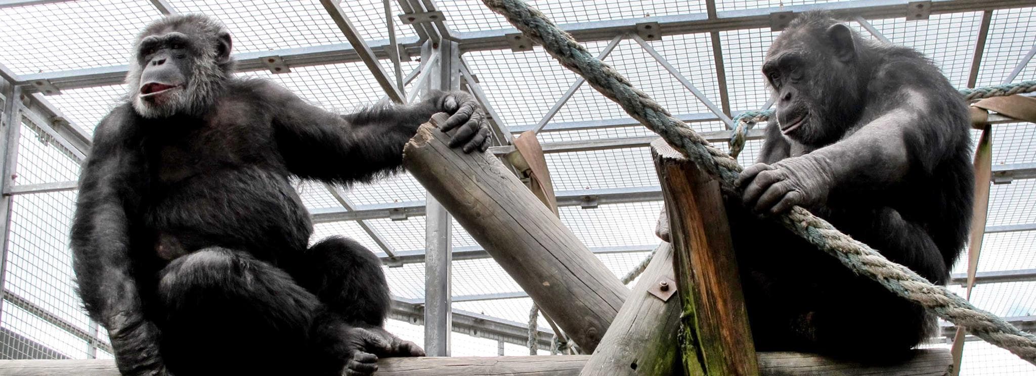 Wales Ape and Monkey Sanctuary - Photo