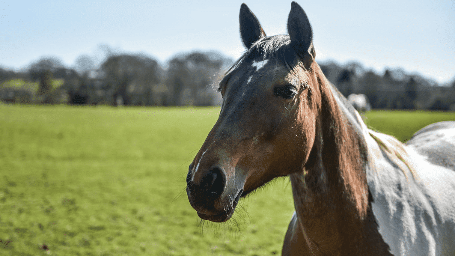 Foal Farm Animal Rescue Centre - Photo