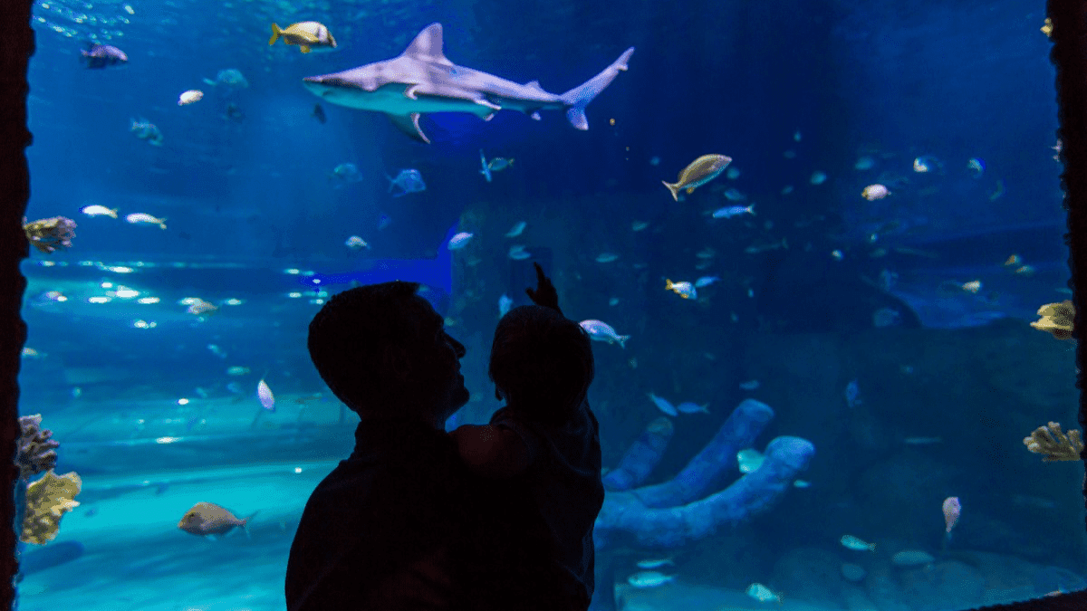 SEA LIFE Hunstanton - Photo