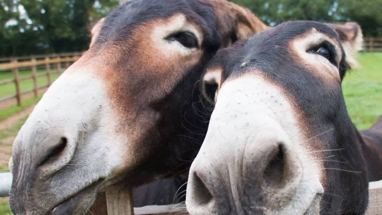 Radcliffe Donkey Sanctuary - Photo