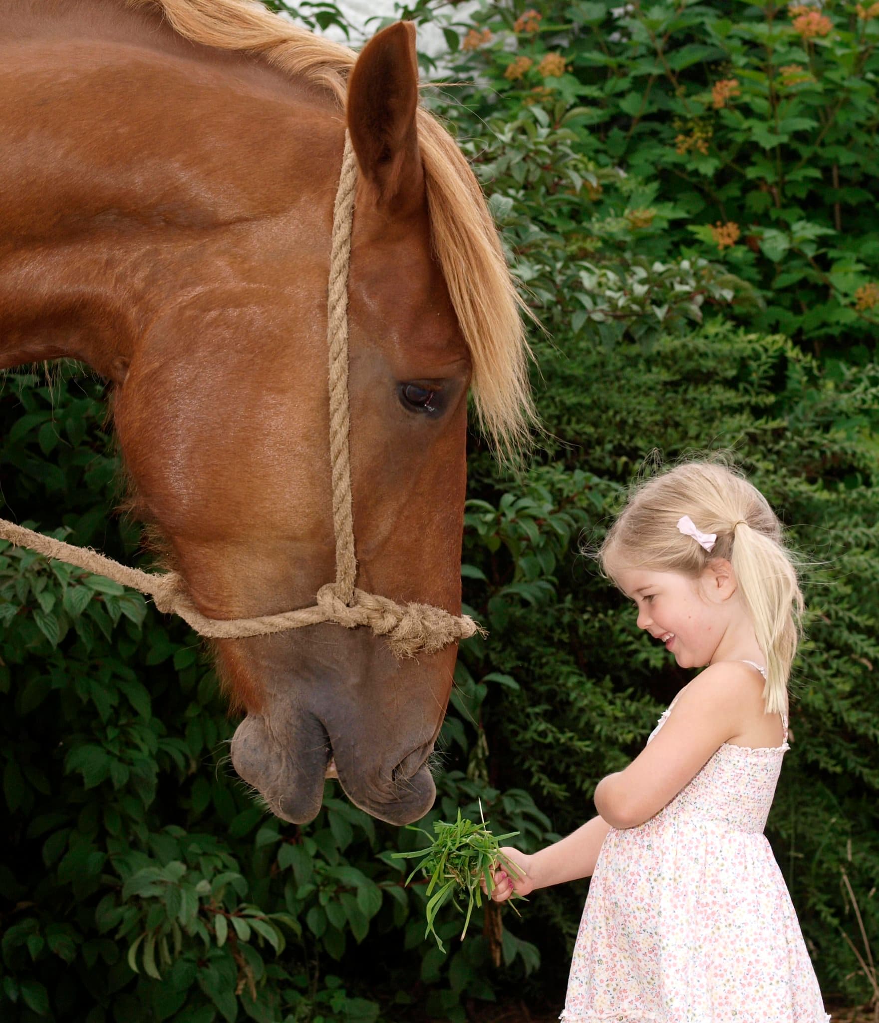 The Suffolk Punch Trust