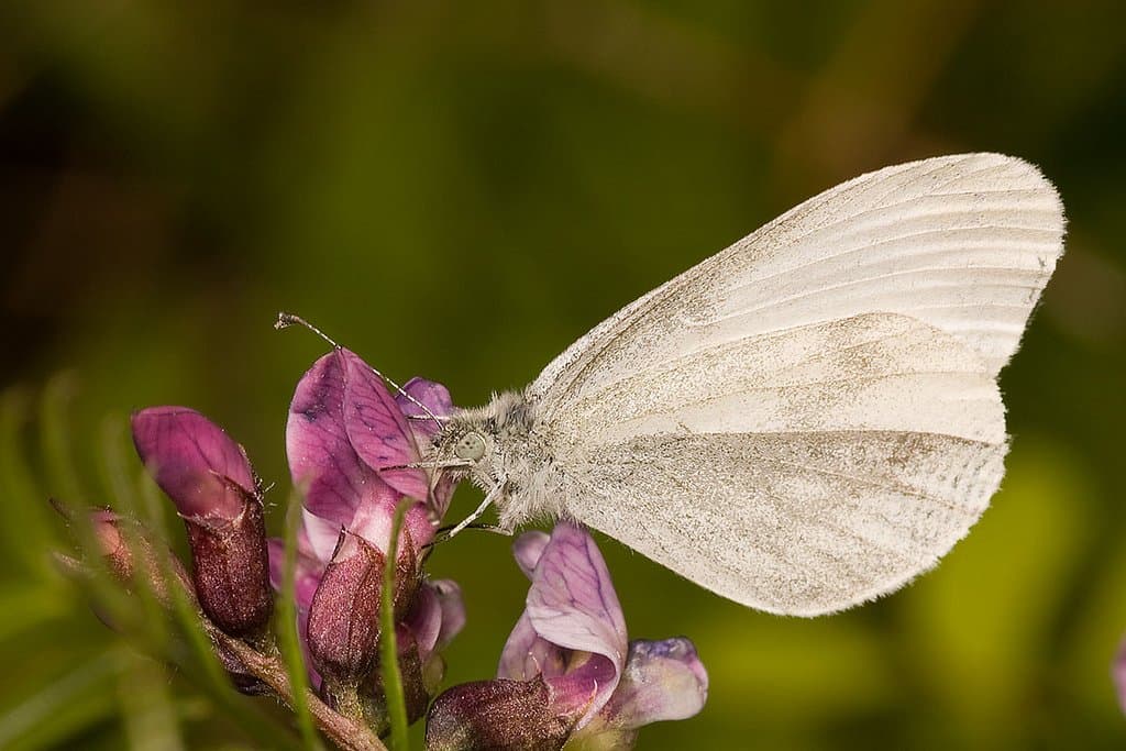 Haugh Woods Butterfly Trails