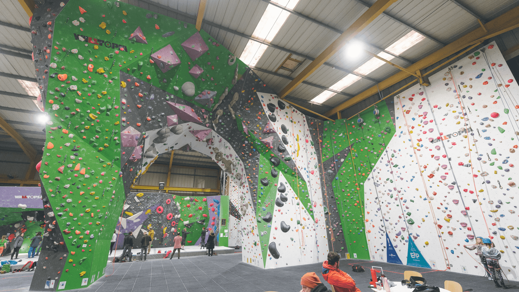 Green Spider Climbing