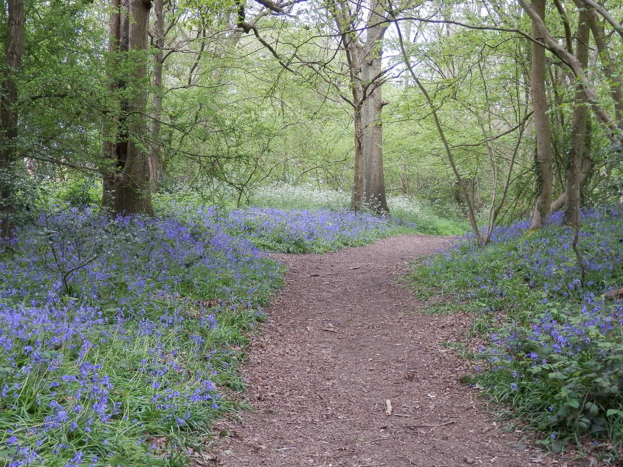 Cocksherd Bluebell Wood - Photo 1