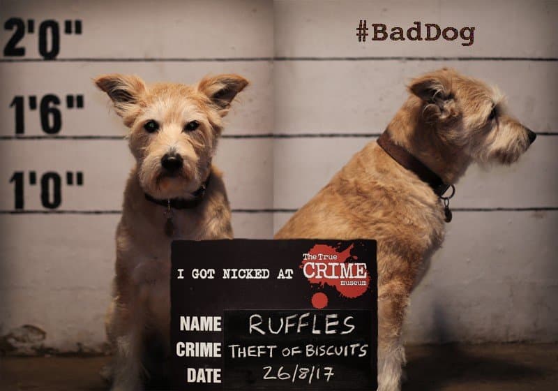 The True CRIME Museum