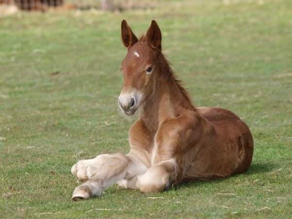 The Suffolk Punch Trust - Photo